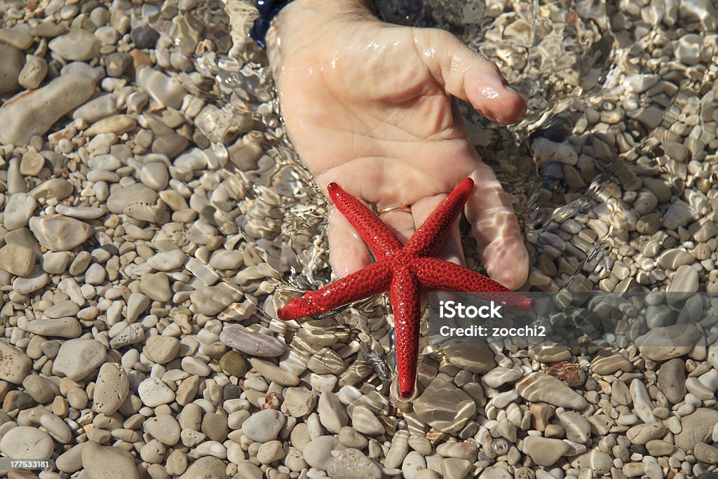 Estrella espinosa roja (Echinaster sepositus - Foto de stock de Agua libre de derechos