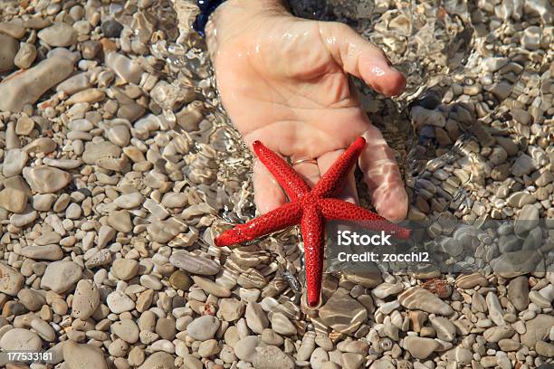 Photo libre de droit de Étoile De Mer Rouge Echinaster Sepositus banque d'images et plus d'images libres de droit de Animal invertébré - Animal invertébré, Contraste, Couleur