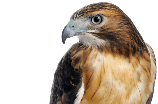 Red-tailed hawk upper body and head shot isolated on a white background.