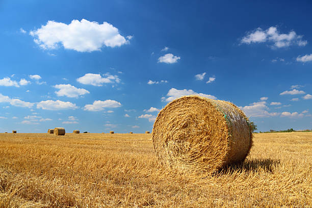 istock Straw bales on the field 177533255