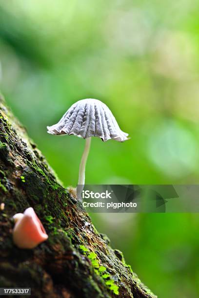 Photo libre de droit de Champignons Blanc banque d'images et plus d'images libres de droit de Arbre - Arbre, Arbre à feuilles caduques, Automne