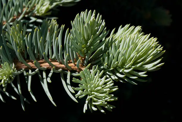 Picea pungens branch