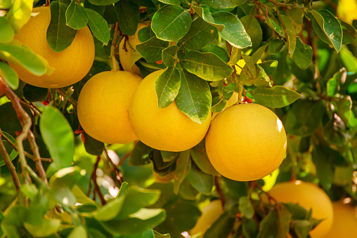 Bright yellow Meyer lemons on tree with blue sky background.