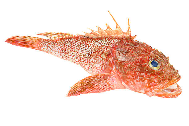 istock Red Scorpionfish prepared seafood isolated on white background 177533507