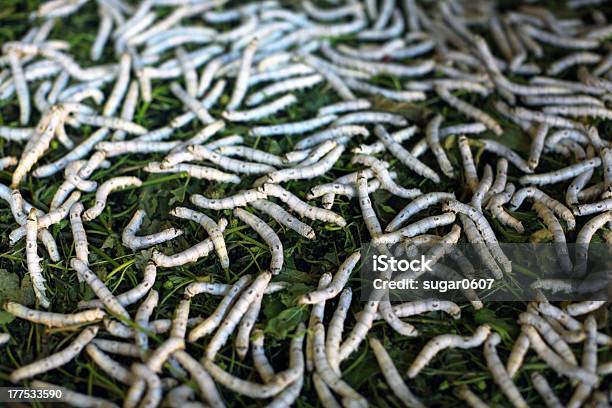 Silkworms Mangiare Su Foglie Di Gelso Produzione Di Seta - Fotografie stock e altre immagini di Accoppiamento animale