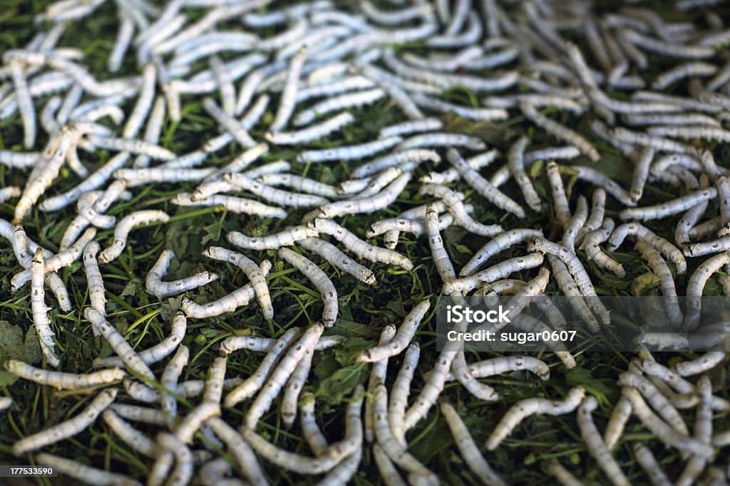 Silkworms comer na mulberry folhas, a produção de seda - Foto de stock de Acasalamento de animais royalty-free