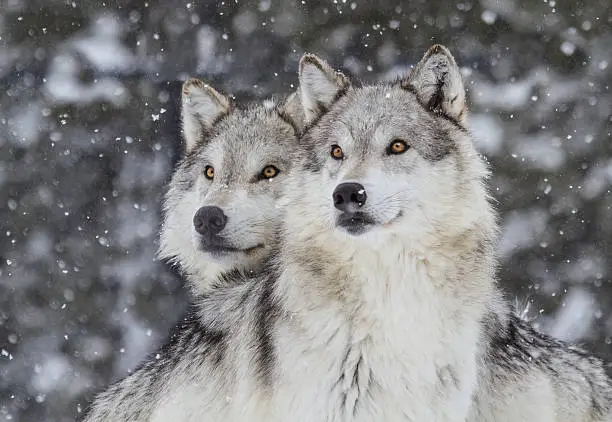 Two wolves gazing into the distance in a snowfall in the Rocky Mountains.