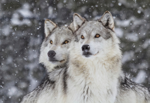 Two common wolves (Canis lupus lupus) running on a meadow.