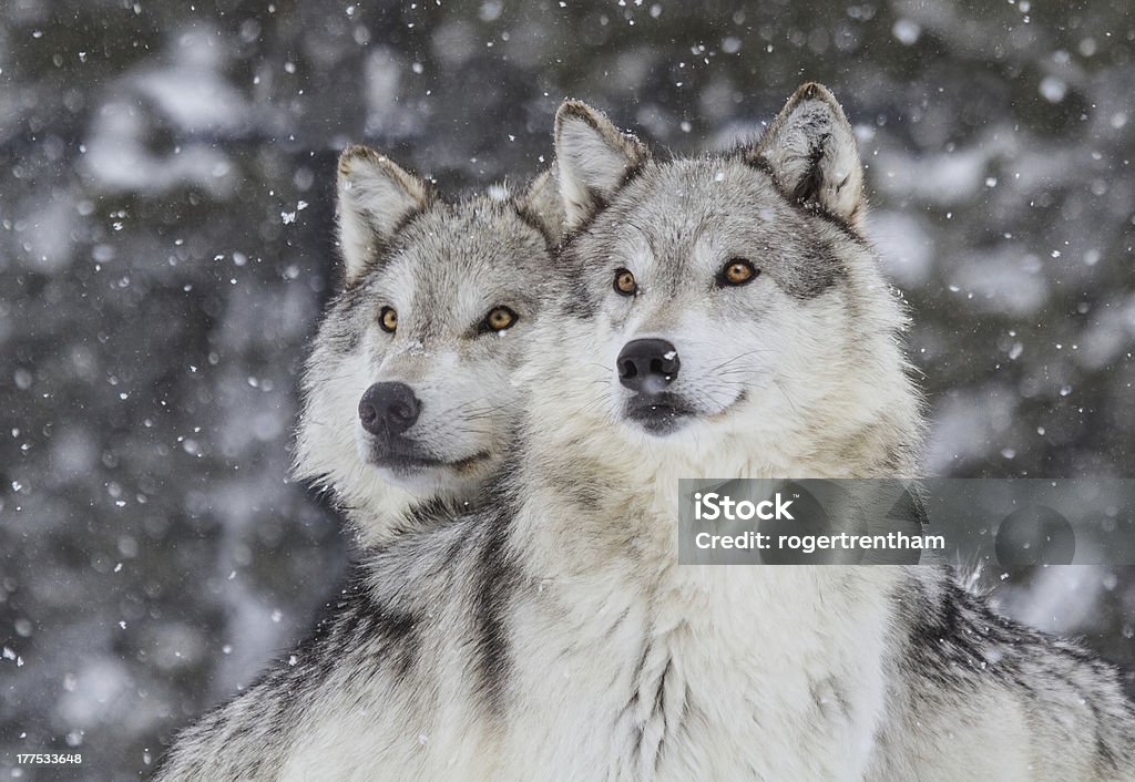 Wolves in Snow  (Canus Lupus) Two wolves gazing into the distance in a snowfall in the Rocky Mountains. Wolf Stock Photo