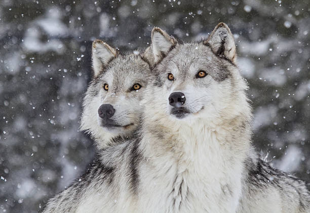 Wolves in Snow  (Canus Lupus) Two wolves gazing into the distance in a snowfall in the Rocky Mountains. two animals stock pictures, royalty-free photos & images