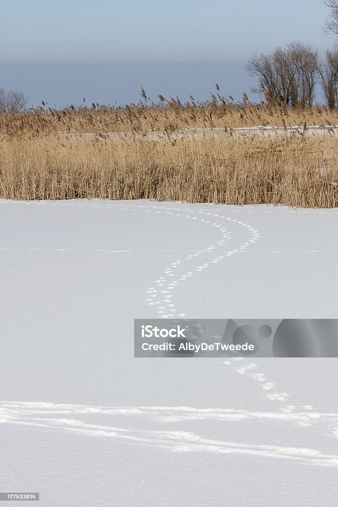 Fox faixas na neve (Oostvaardersplassen, Holanda - Royalty-free Animal Foto de stock