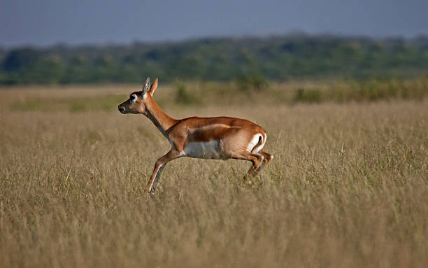 hirschziegenantilope-antelope springenden - hirschziegenantilope stock-fotos und bilder