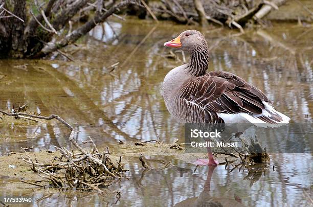 Oca Selvatica In Acqua - Fotografie stock e altre immagini di Acqua - Acqua, Agricoltura, Ambientazione esterna