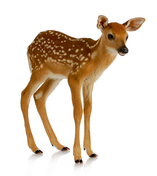 Baby spotted brown fawn standing on a white background fawn - white-tail standing isolated on white background fawn young deer stock pictures, royalty-free photos & images