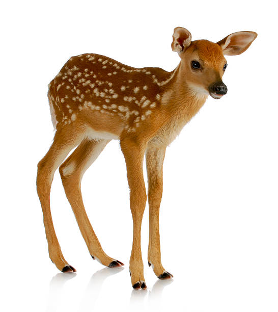 Baby spotted brown fawn standing on a white background fawn - white-tail standing isolated on white background fawn stock pictures, royalty-free photos & images