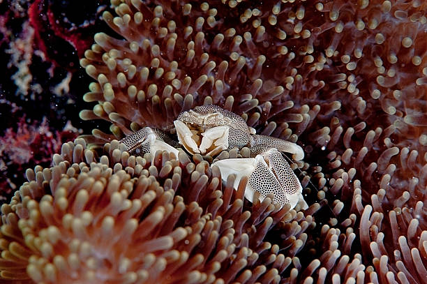 Verstecken crab – Foto