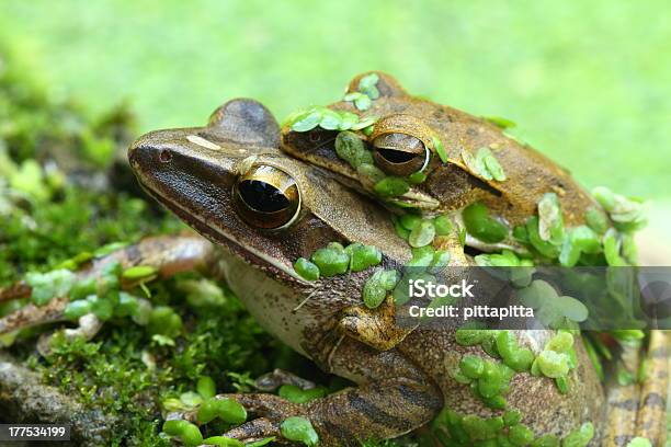 Toads Di Accoppiamento - Fotografie stock e altre immagini di Accoppiamento animale - Accoppiamento animale, Ambientazione esterna, Anfibio