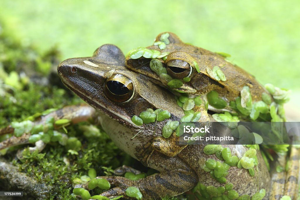 O acasalamento toads - Foto de stock de Acasalamento de animais royalty-free