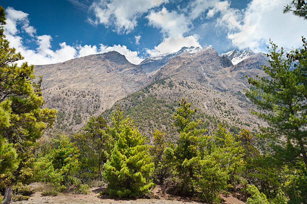 istock Pine forest in Annapurna trek 177534620