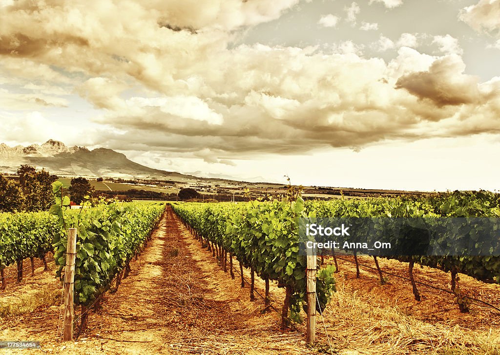 Wunderschönen vineyard - Lizenzfrei Herbst Stock-Foto