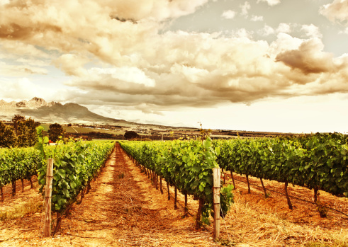 Image of grape valley, harvest season, beautiful sunset over vineyard, plantation of fruits, winery farm, retro autumn background, grapes garden landscape, agricultural countryside