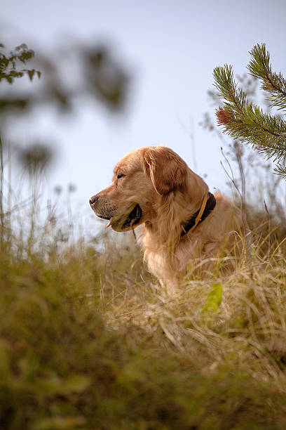 golden retriever auf der jagd - trained dog animals hunting labrador retriever golden retriever stock-fotos und bilder