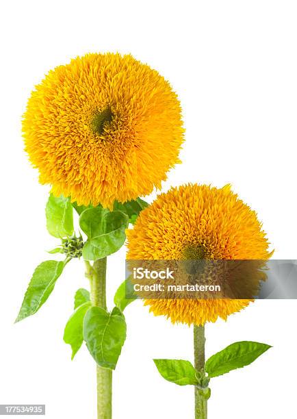 Sunflowers Helianthus Annuus Stock Photo - Download Image Now - Teddy Bear Sunflower, Sunflower, Teddy Bear