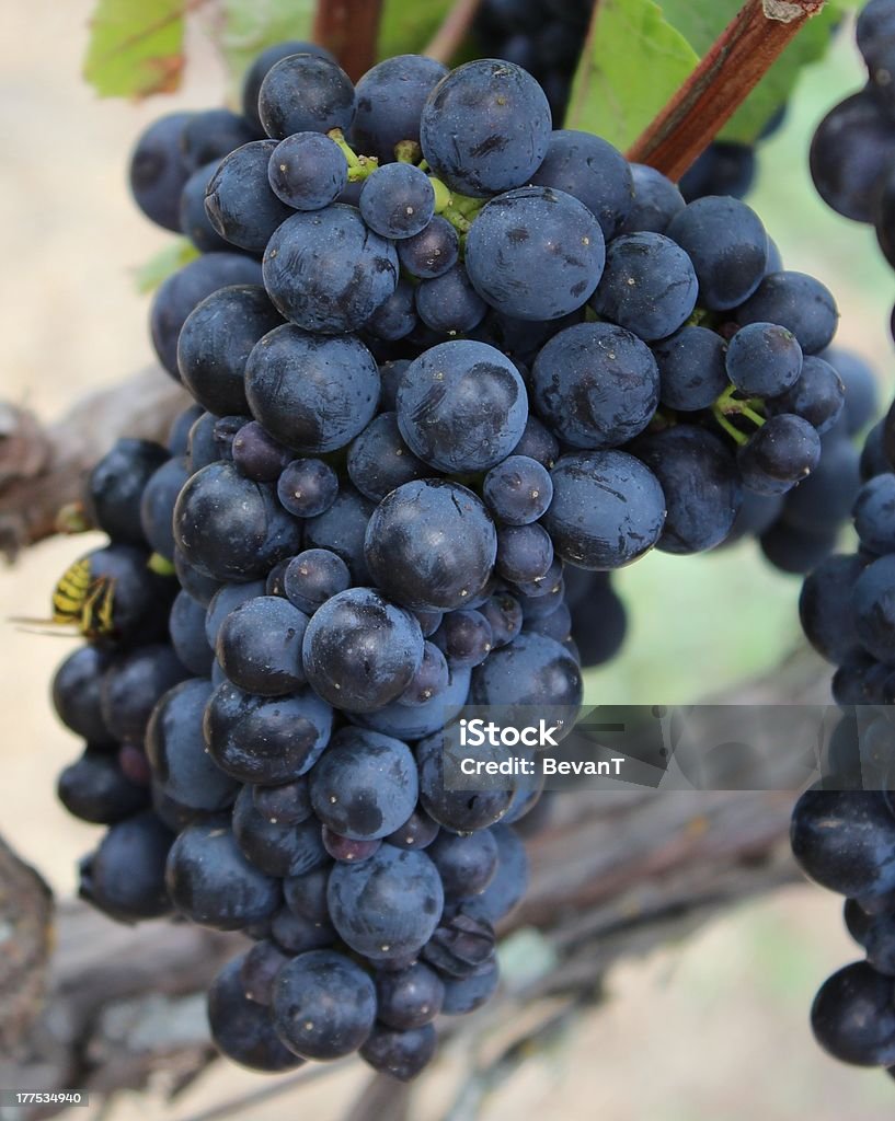 Rojo uvas - Foto de stock de Agricultura libre de derechos