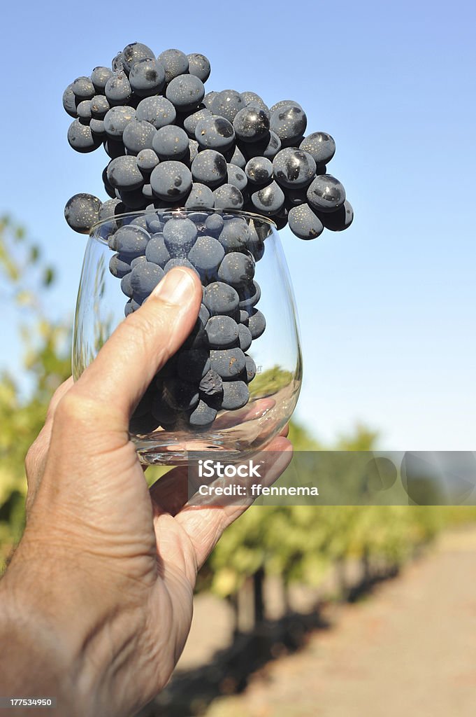 Mão detém copo de vinho com uvas - Royalty-free Ao Ar Livre Foto de stock