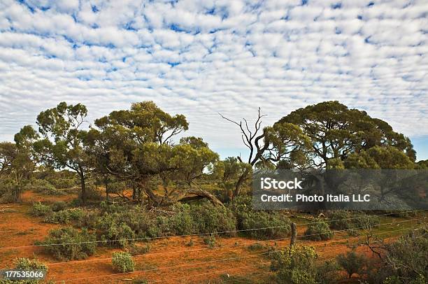 Outback Stockfoto und mehr Bilder von Australien - Australien, Australisches Buschland, Baum