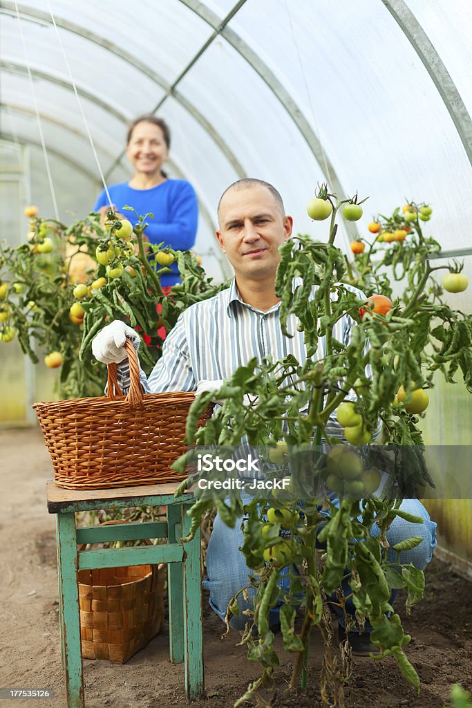 Homem e mulher na planta de Tomate - Royalty-free 30-34 Anos Foto de stock