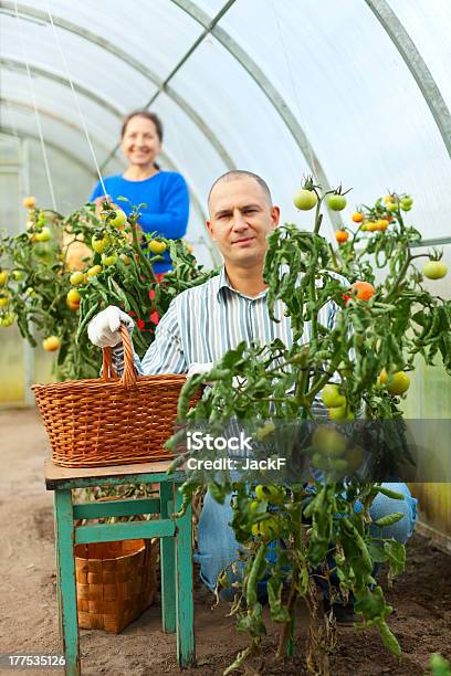 Homem E Mulher Na Planta De Tomate - Fotografias de stock e mais imagens de 30-34 Anos - 30-34 Anos, 30-39 Anos, 40-49 Anos