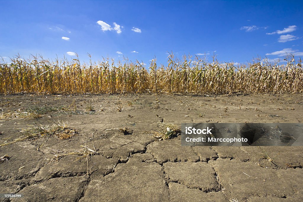 drought corn field on cracked thirsty land thirsty land and dry corn field as a result of a long time drought. cracks in the land are in foreground and dry corn stems in background. photo is taken with DSLR camera and wide angle lens on very hot, summer day. Dry Stock Photo