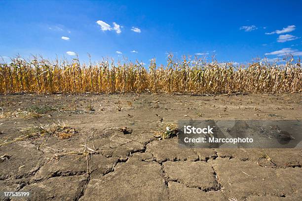Drought Corn Field On Cracked Thirsty Land Stock Photo - Download Image Now - Dry, Drought, Farm