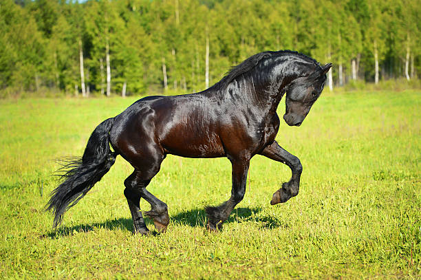 istock Black horse runs gallop on the meadow 177535305