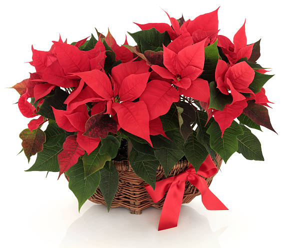 istock Poinsettia Flower Arrangement 177535546