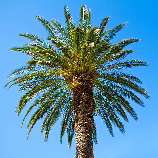 istock Green palm tree against blue sky background 177535613