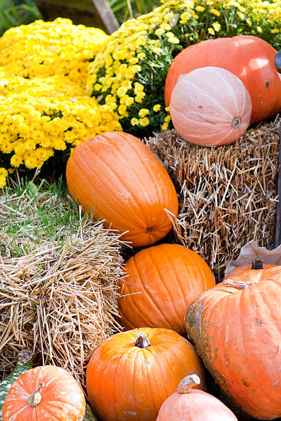 istock Decoration of fresh different pumpkin 177535720