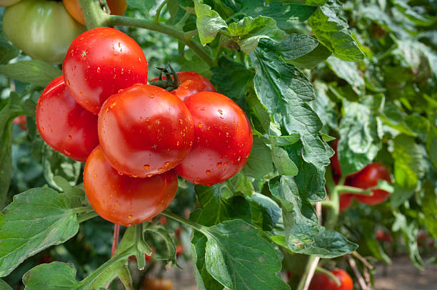 Growing Tomatoes Growing red tomatoes in greenhouse tomato plant photos stock pictures, royalty-free photos & images