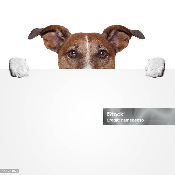 Placeholder Banner Dog Stock Photo - Download Image Now - Animal, Animal Body Part, Banner - Sign