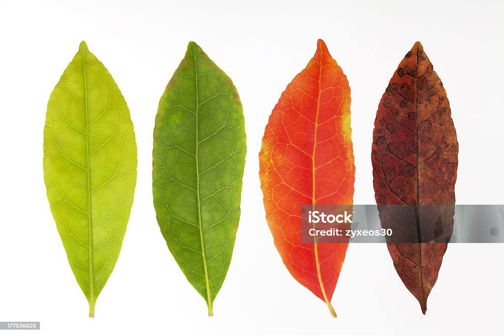 Four seasons feuilles - Photo de Les 4 saisons libre de droits