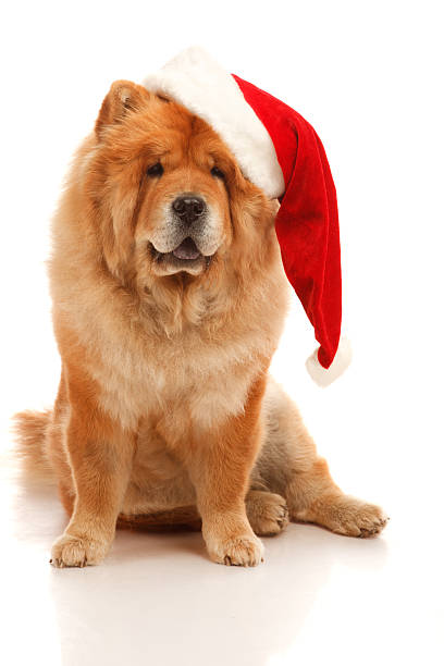 Christmas dog stock photo