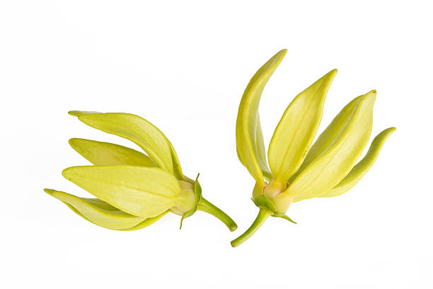 Ylang-Ylang Flower Ylang-Ylang Flower on white background ylang ylang stock pictures, royalty-free photos & images