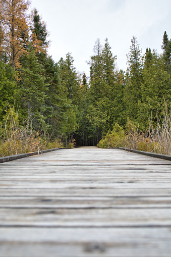 A wooden path through the Manitoban landscape leads into a dense, dark, and cold forest.