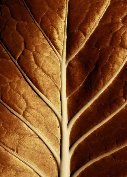 A golden leaf lit by the sun.