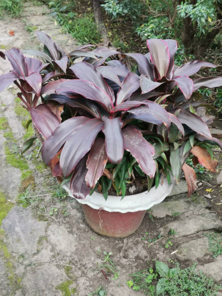 istock Outdoor gardening Broadleaf palm lily 1775364705