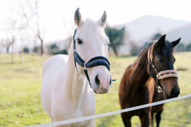 cavalli bianchi e bai si trovano vicino a una recinzione di corda su un pascolo verde - livestock horse bay animal foto e immagini stock