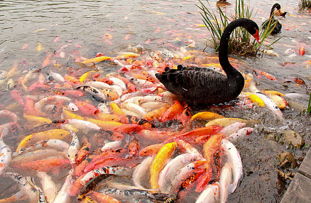 블랙 백조, carps 스톡 사진