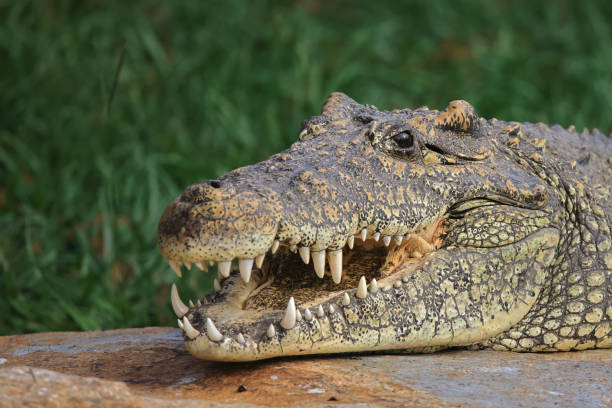 istock Endangered Cuban Crocodile with Mouth Open on Rock in Sun 1775369354