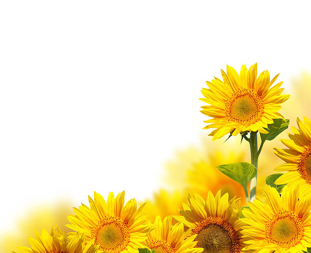 sunflowers isolated on white stock photo